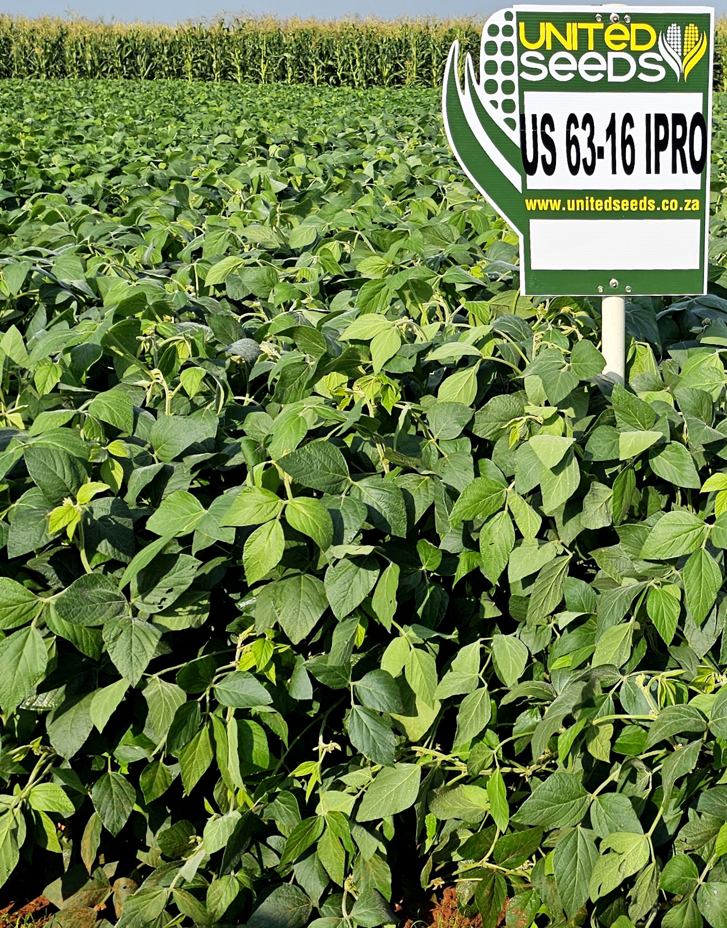 US63-16 IPRO